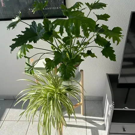 Sunnyf2- Euroaiport-basel-trainstation-citycenter *